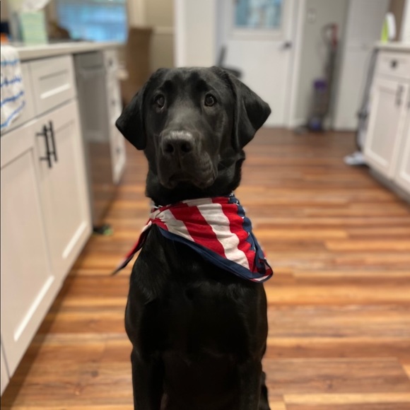 Meet your Posher, Niki - Picture 8 of 15